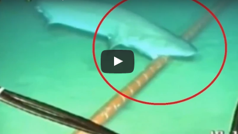 MegaBITE: Shark Bites Undersea Cable (2014)